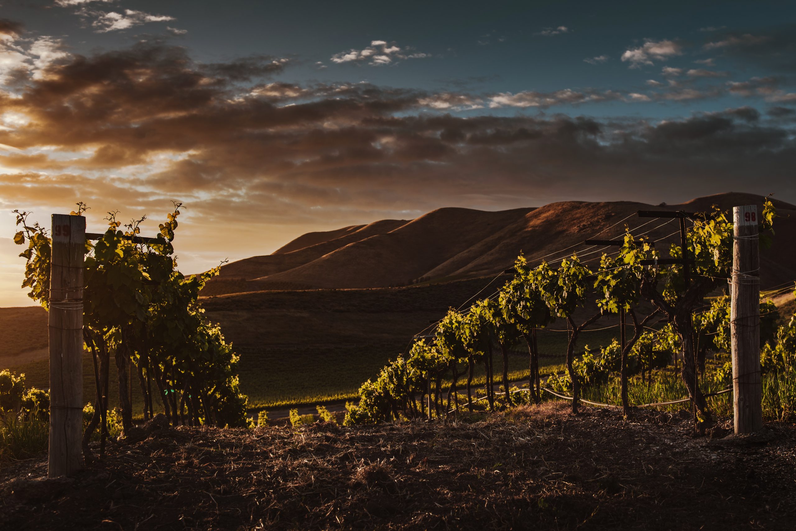 Vineyard landscape in soft evening light